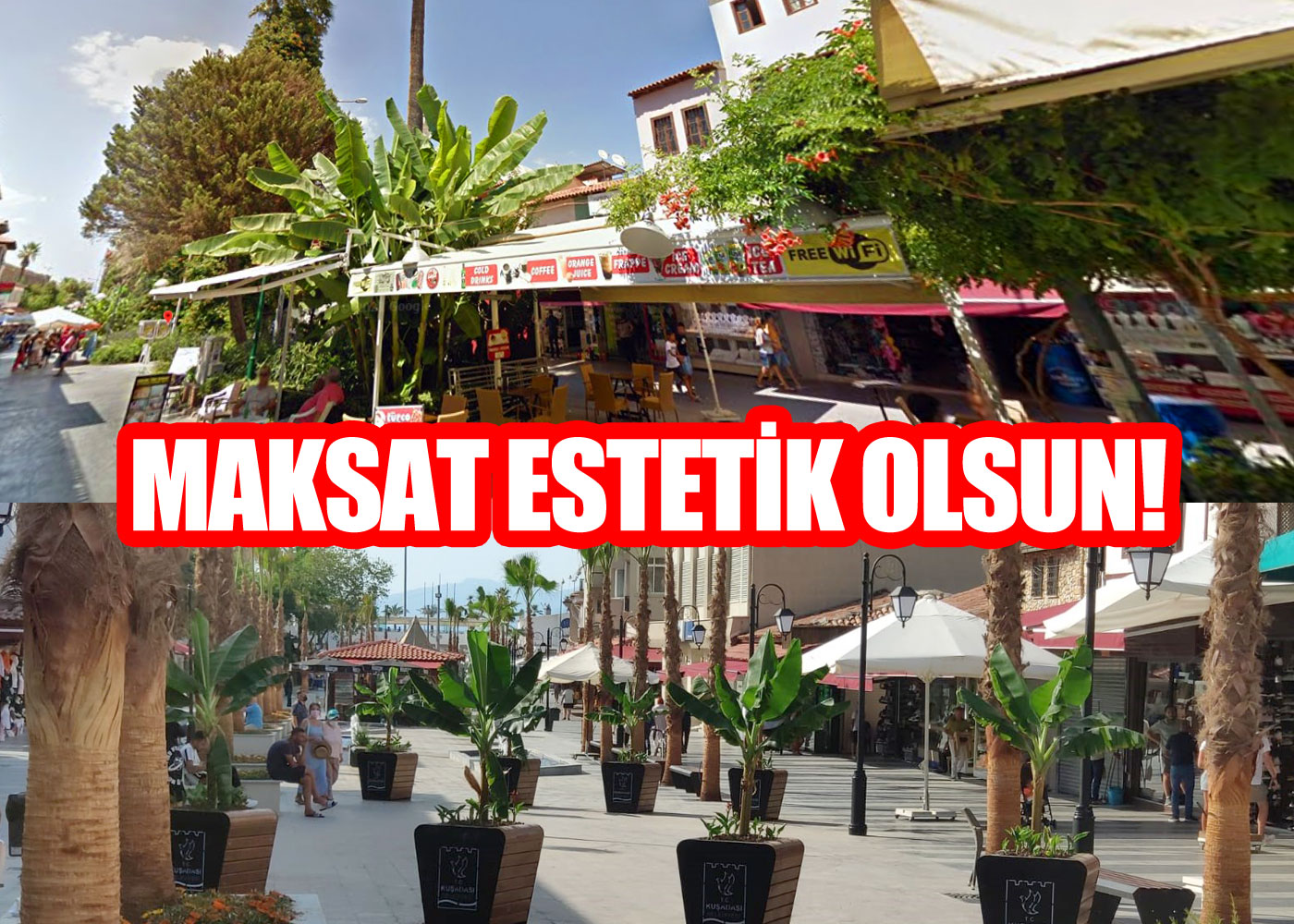 Koca ağaçları kökleyip boşalan yerleri saksılarla doldurdular!