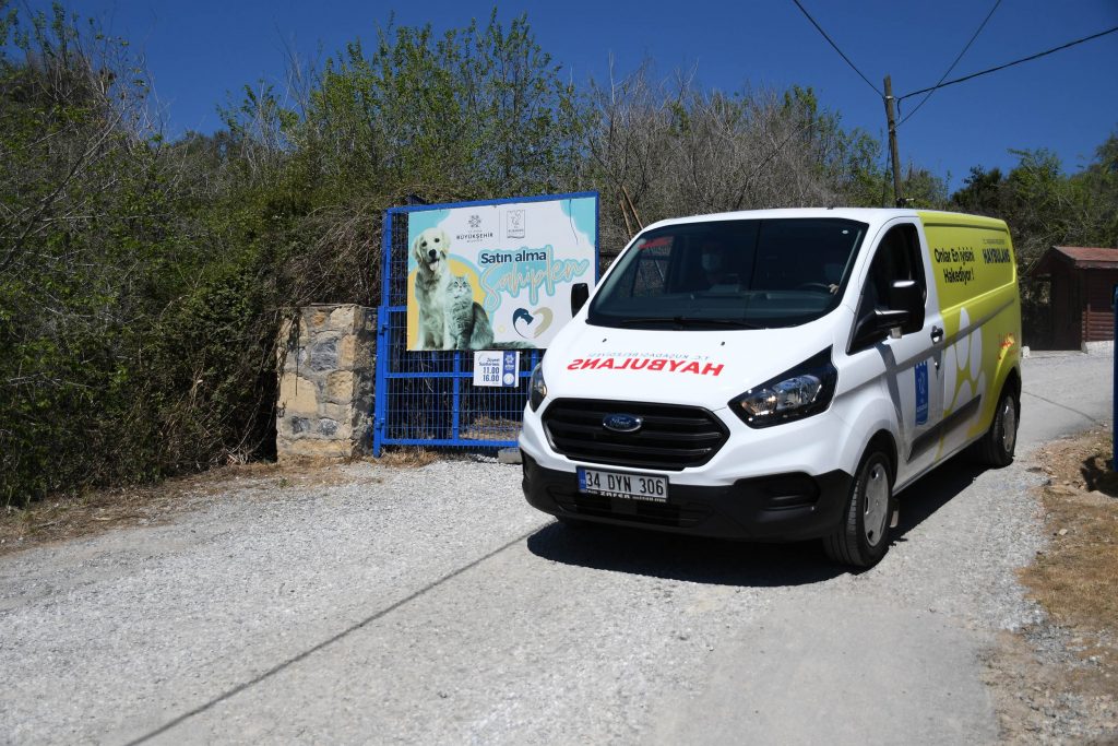 Hayvan barınağı Allaha emanet! Tedaviye gelen kediyi kaybettiler