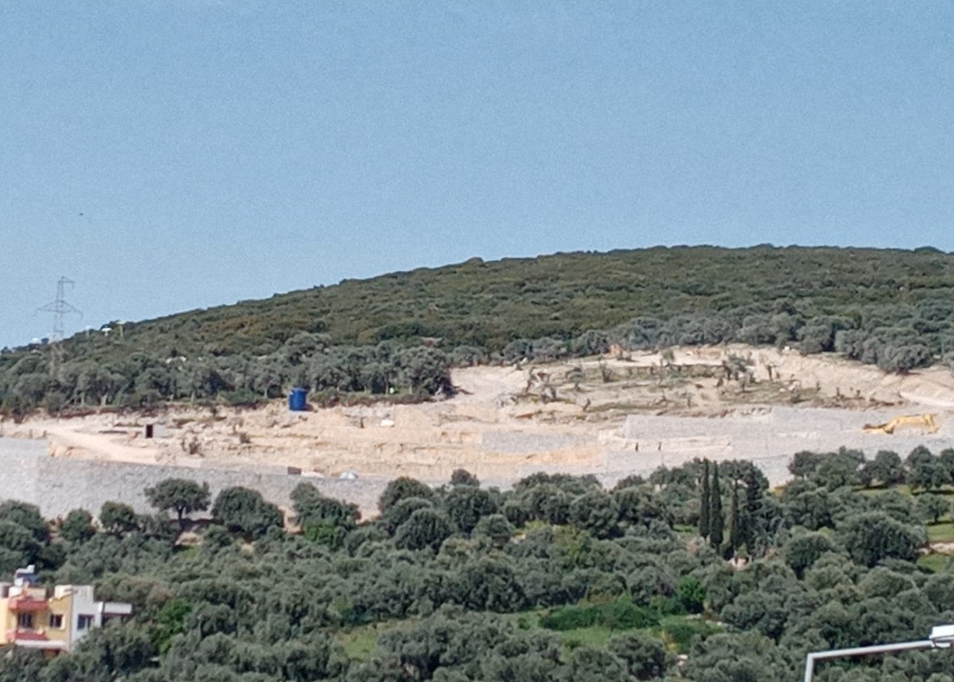 Yine Kuşadası, yine zeytin kıyımı!