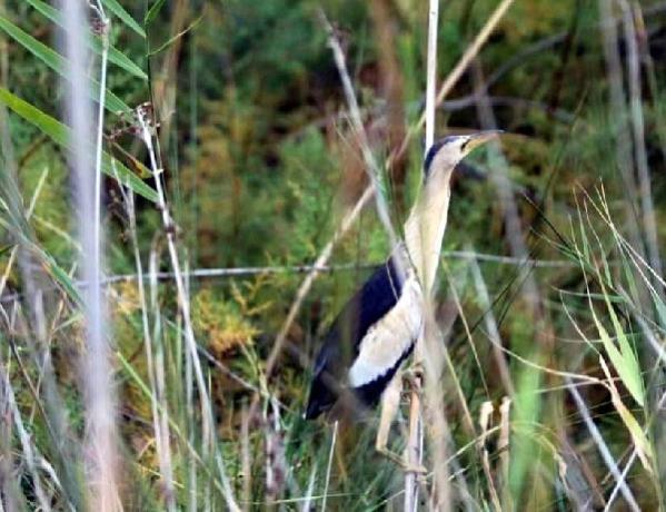 Fırtına yolunu şaşırttı!