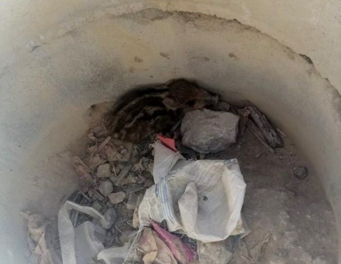 Minik yaban domuzu yavrusunu doğaya döndüren operasyon