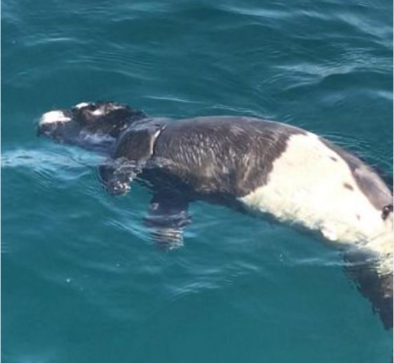 Öksüz fok yavrusu annesizliğe dayanamadı!