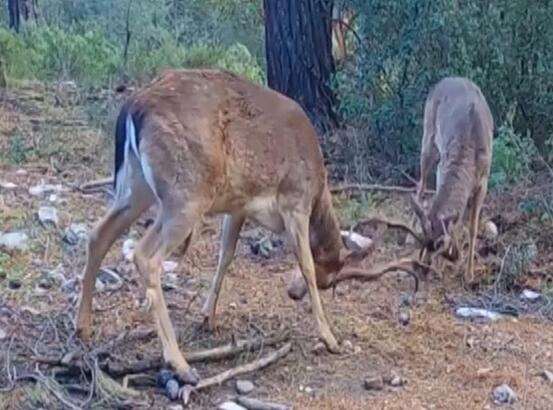 Milli Park’ta alageyik nüfusu 2.5 kat arttı