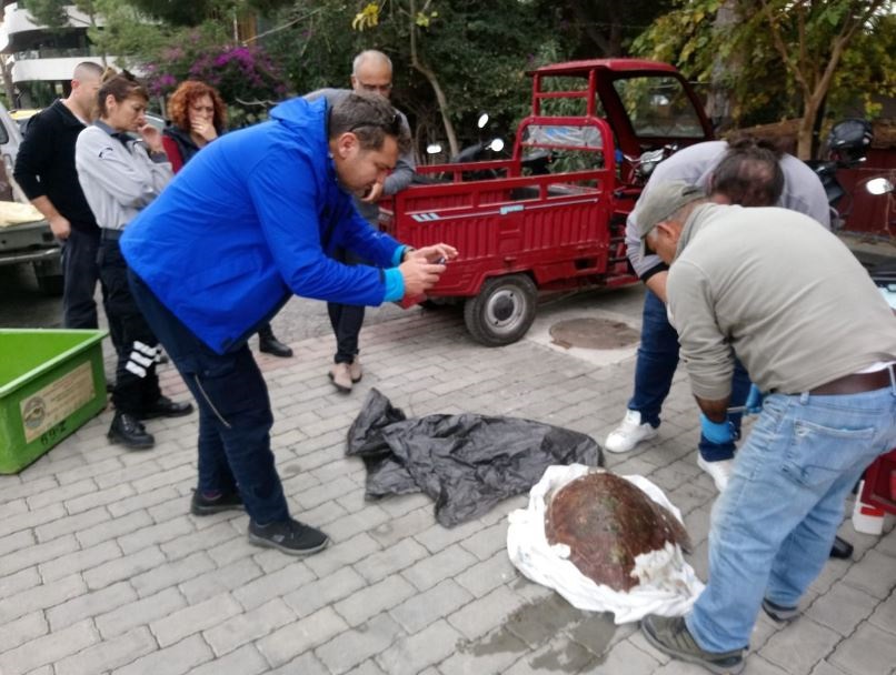 Kaplumbağalar bir bir eksiliyor!
