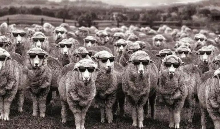 Türkiye’nin aradığı kayıp kara koyunlar Kuşadası’nda bulundu!