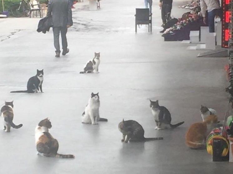 Çarşının kedileri ortadan kayboldu!