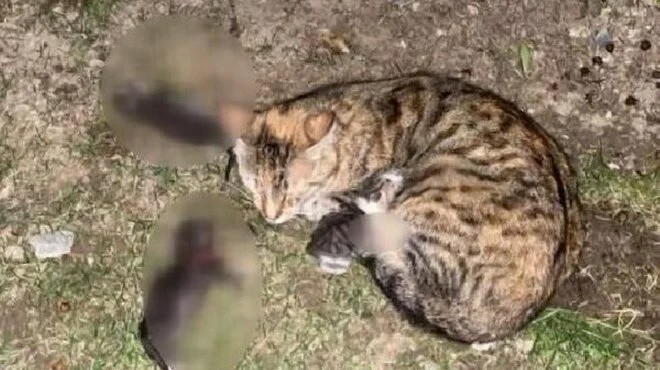 Kedi öldürmenin bedeli ağır oldu!