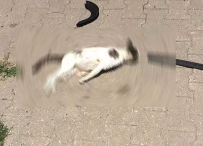 Hayvan sahipleri diken üzerinde!