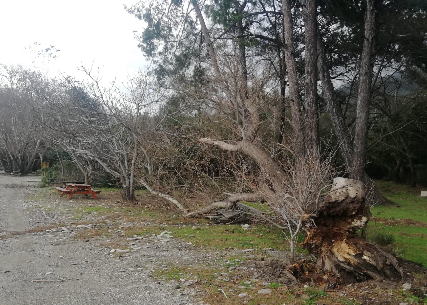 Milli Park’ta “fasıl”a onay veren müdür, Kuşadası’ndan sürüldü!