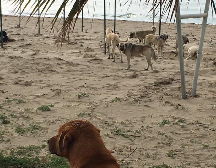 Sokak köpeklerini kamyonlara  doldurup Güzelçamlı’ya atıyorlar