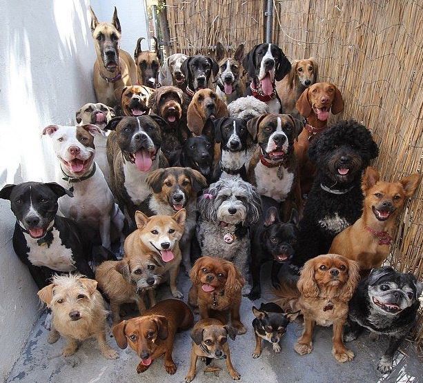 Bu cins köpeklere sahip olanlar yandı!