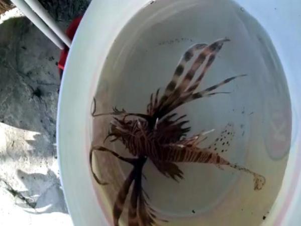 Kuşadası’nda ölümcül istilacı!