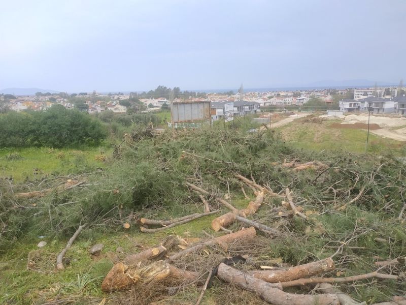 Samson Dağı eteklerindeki ağaç kıyımında Orman Kanunları işledi!