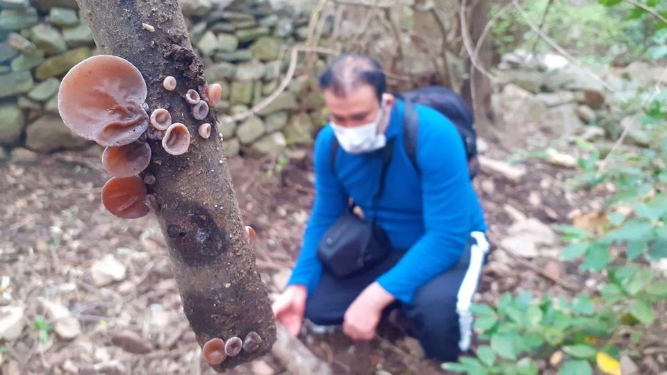 Dilek Yarımadası’nda “ölümsüzlük mantarı”