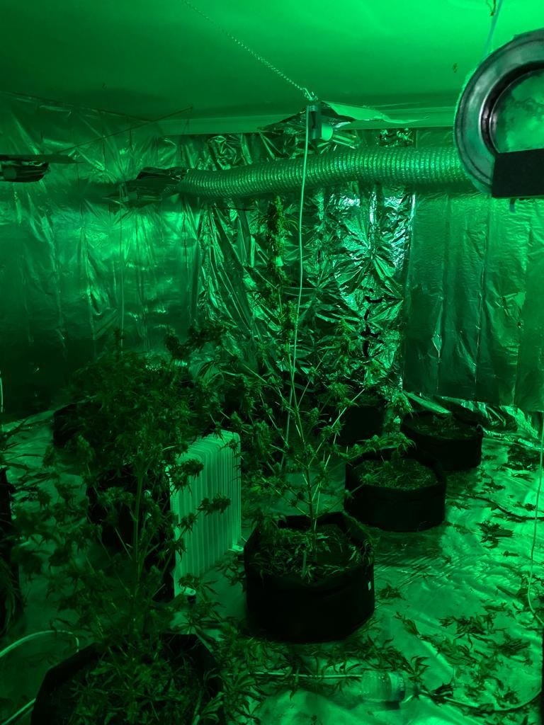 Oturma odasına kenevir ekip salonda esrar üretti