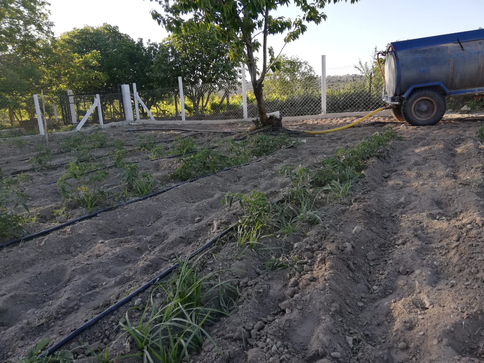 Üretici susuzluktan kavruluyor