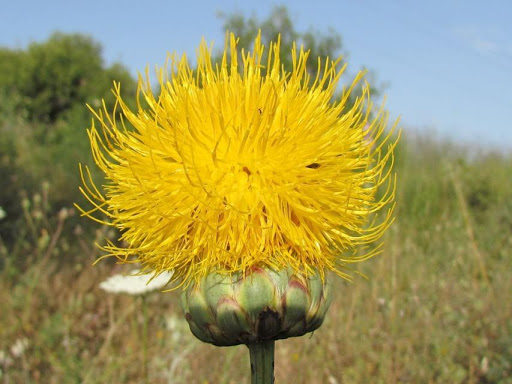 Bu çiçeği vazoya koymanın  cezası tam 73 bin 747 lira!
