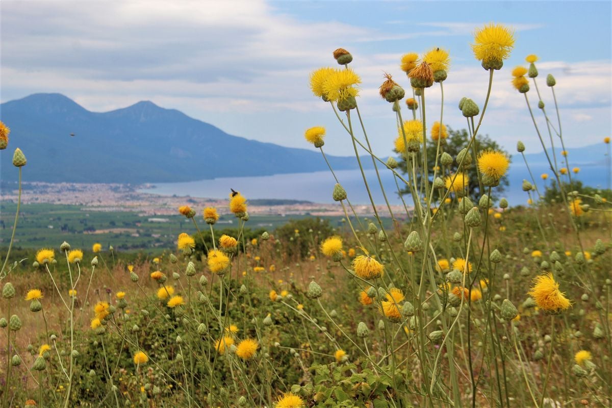 Koruma altındaki Tülüşah’lar için tanıtım hamlesi başlıyor
