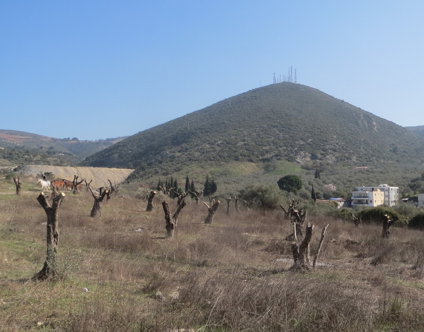 Zeytin cellatlarını yargı affetmiyor