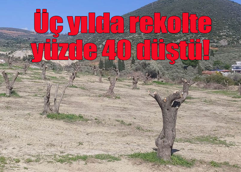 Sahte zeytin dostları, Kuşadası’nda zeytinliklerin kökünü kuruttu!